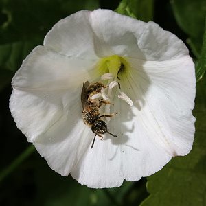 Calystegia sepium