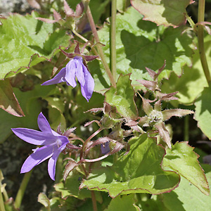 Campanula tommasiniana