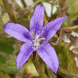 Campanula tommasiniana