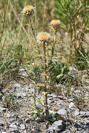Carlina vulgaris (10.8.2022) Carlina vulgaris