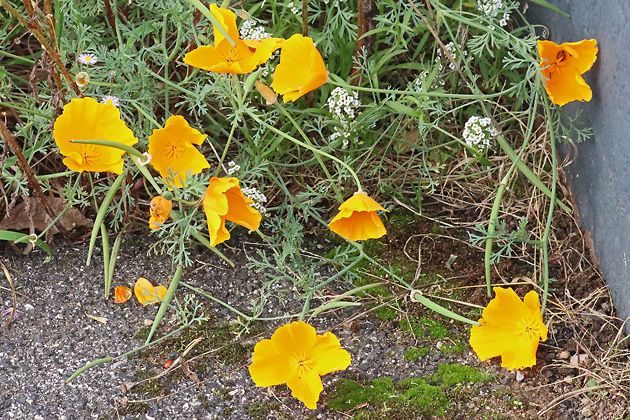 Eschscholzia californica