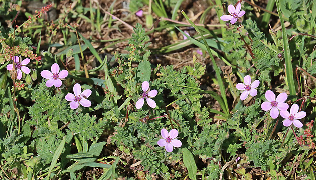 Erodium cicutarium
