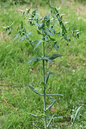 Euphorbia lathyris