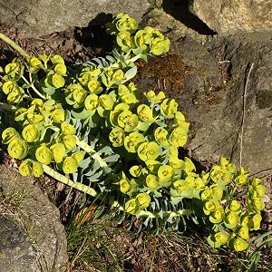 Euphorbia myrsinites