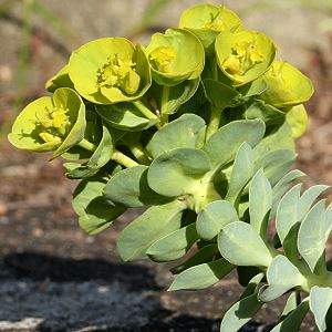 Euphorbia myrsinites