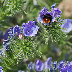 Echium plantagineum
