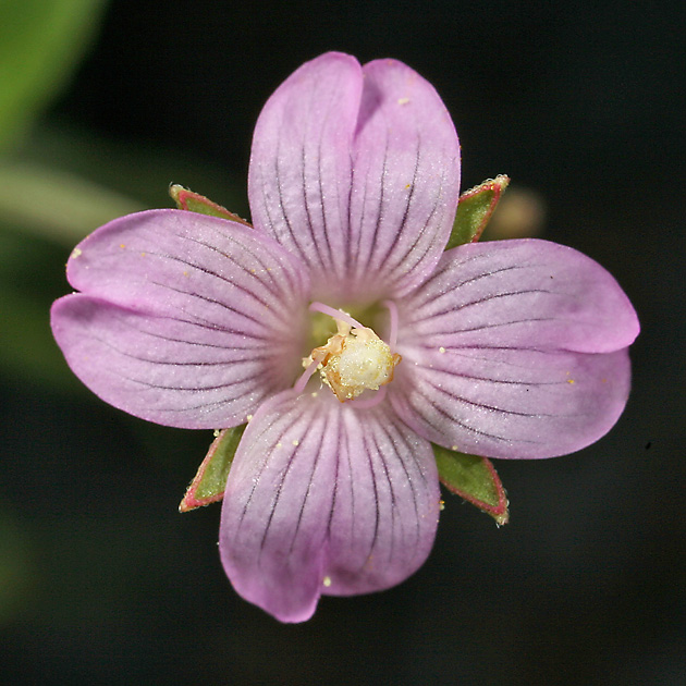 Epilobium tetragonum