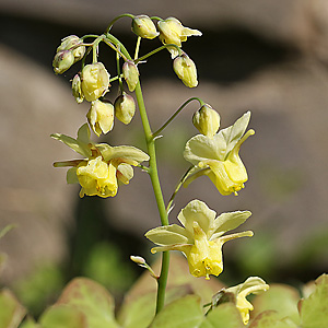 Epimedium x versicolor