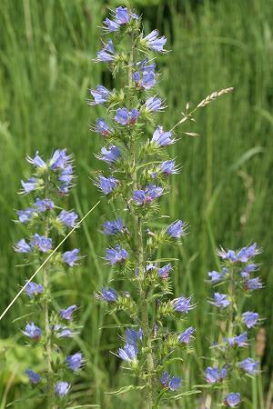 Echium vulgare