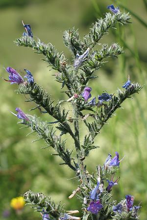 Echium vulgare