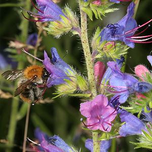Echium vulgare