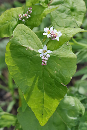 Fagopyrum esculentum
