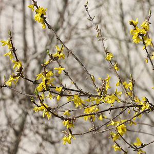 Forsythia &times; intermedia