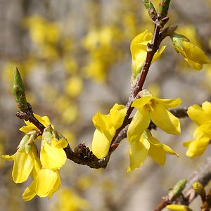 Forsythia &times; intermedia