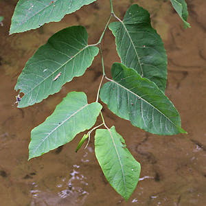 Fallopia japonica