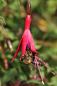 Fuchsia magellanica mit Honigbiene