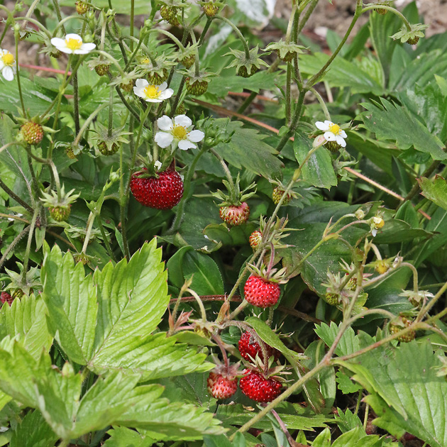 Fragaria vesca