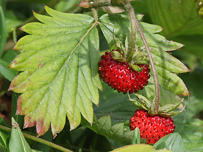 Fragaria vesca