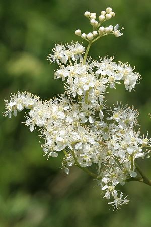 Filipendula ulmaria