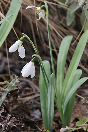 Galanthus elwesii