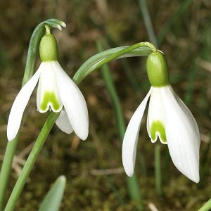 Galanthus nivalis