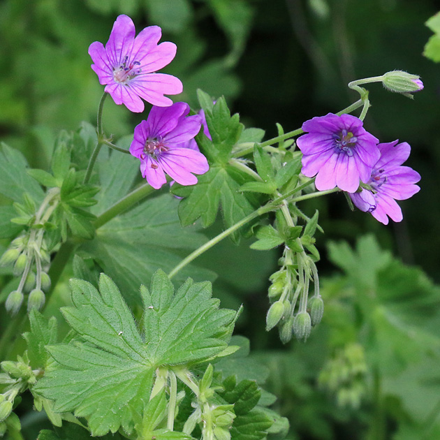 Geranium pyrenaicum