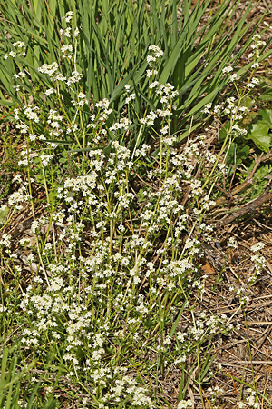 Galium saxatile