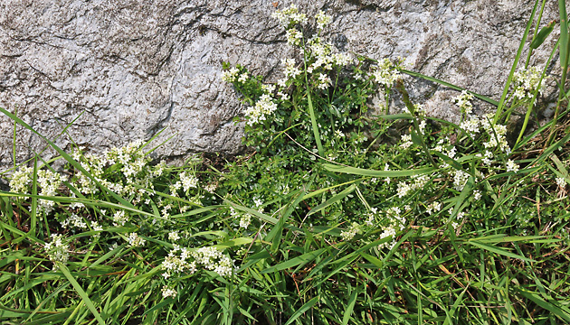 Galium saxatile (9.6.2025) Galium saxatile