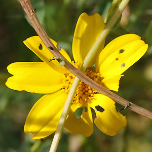Glebionis segetum (22.9.2025) Glebionis segetum