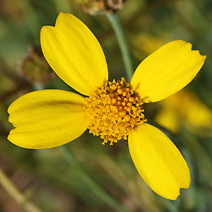 Glebionis segetum (22.9.2025) Glebionis segetum