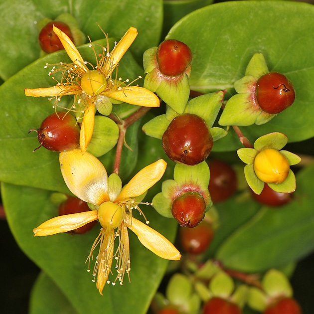Hypericum androsaemon (28.6.2025) Hypericum androsaemon