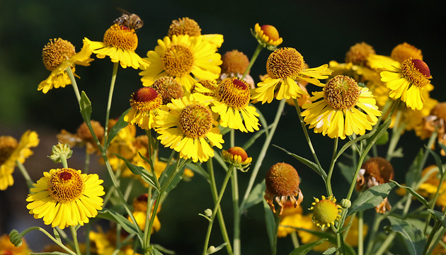 Helenium autumnale (22.8.2018) Helenium autumnale