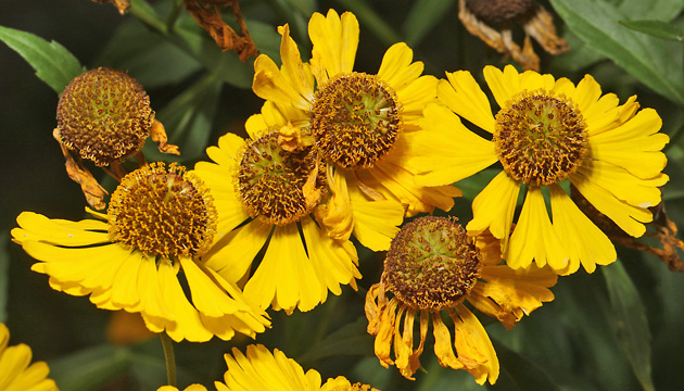 Helenium autumnale (4.9.2025) Helenium autumnale