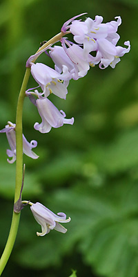 Hyacinthoides massartiana