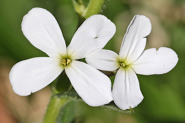 Hesperis matronalis