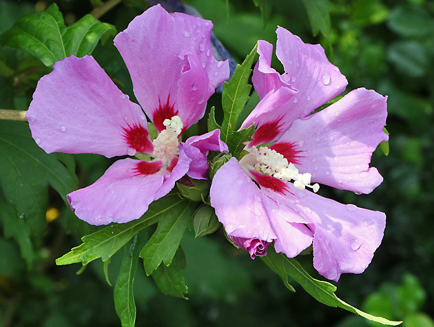 Hibiscus syriacus (23.7.2024) Hibiscus syriacus