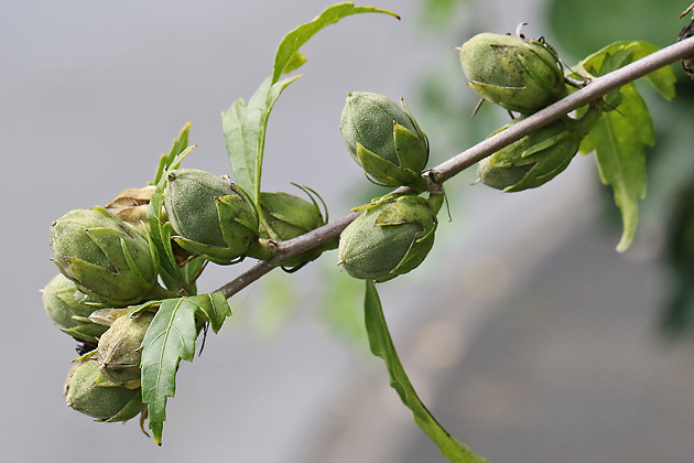 Hibiscus syriacus, Kapselfrüchte (24.9.2025) Hibiscus syriacus