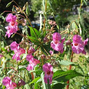 Impatiens glandulifera