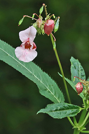 Impatiens glandulifera