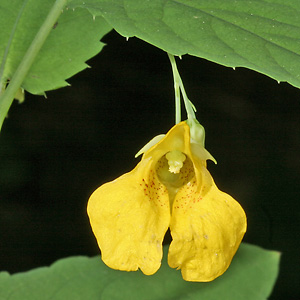 Impatiens noli-tangere