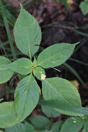 Impatiens parviflora Impatiens parviflora