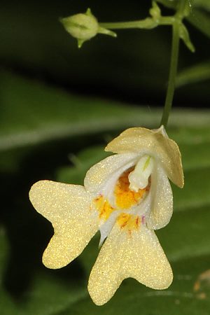 Impatiens parviflora Impatiens parviflora