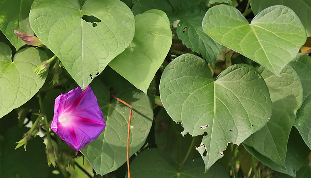 Ipomoea purpurea