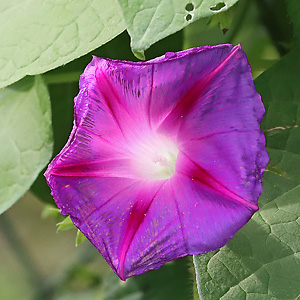 Ipomoea purpurea (SG, 21.9.2025) Ipomoea purpurea