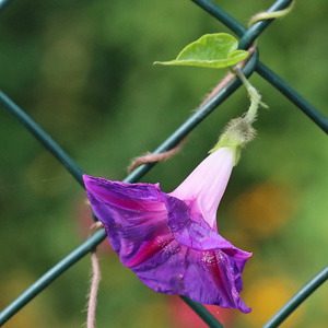 Ipomoea purpurea (SG, 21.9.2025) Ipomoea purpurea