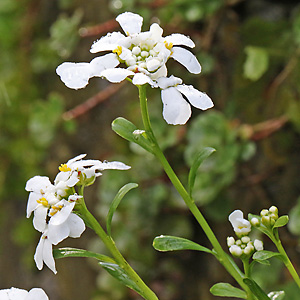 Iberis sempervirens