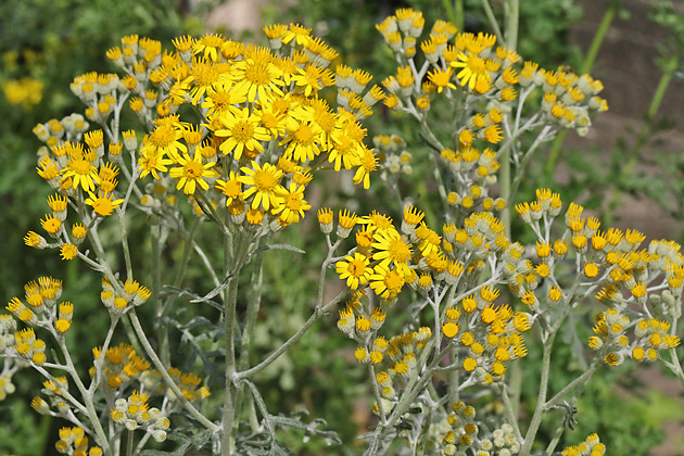 Jacobaea maritima / Senecio maritimus