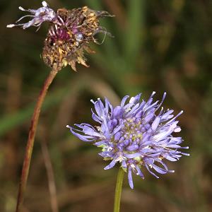 Jasione montana