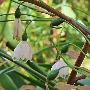 Leucojum aestivum