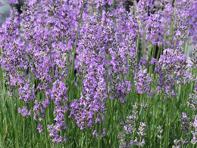 Lavandula angustifolia